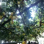 Agriturismo Mare E Monti Tramonti